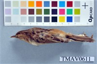 藏品(錦鴝)的圖片